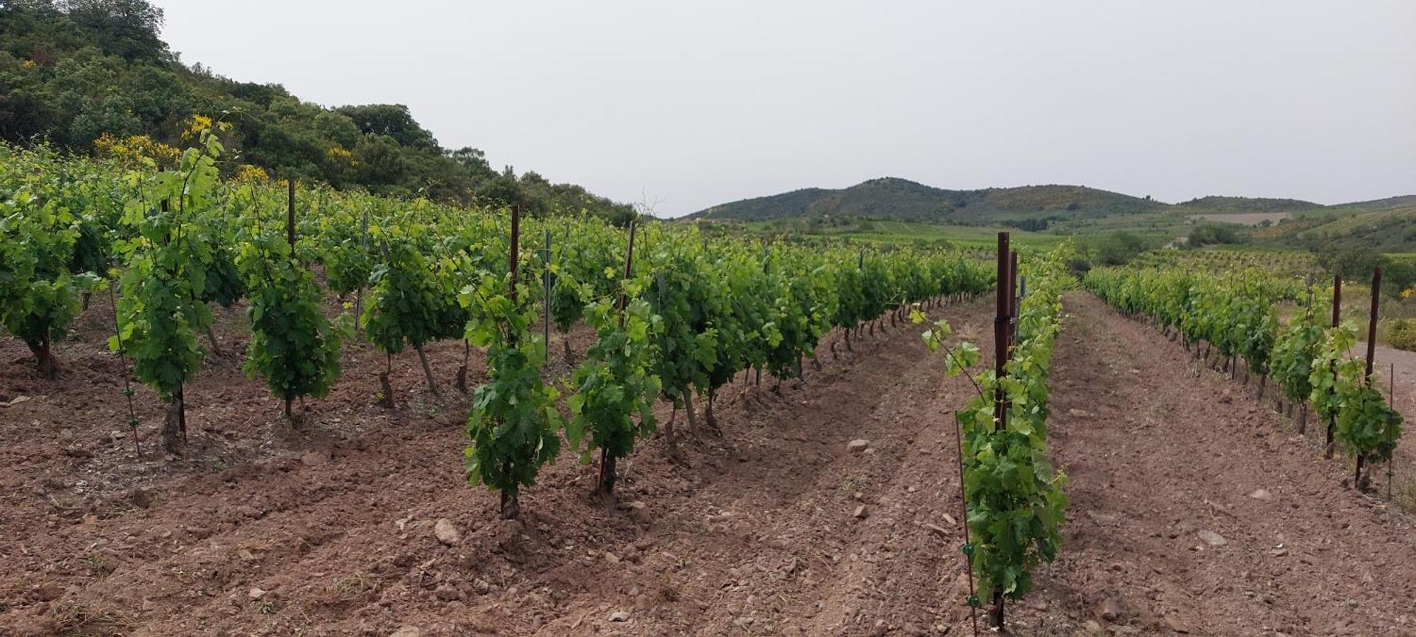 Mas Montluzia Bed & Breakfast Cascastel-des-Corbieres Ngoại thất bức ảnh